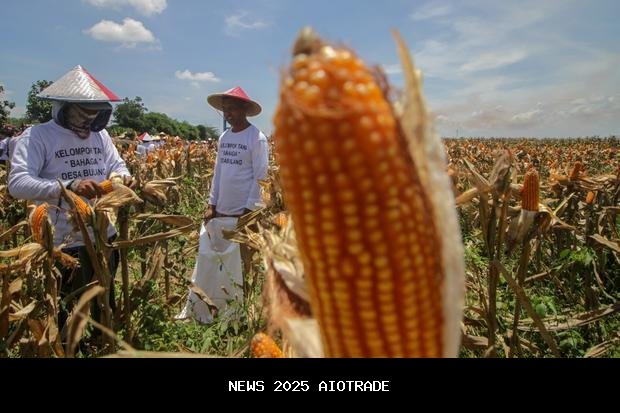 RI Diambang Banjir Impor Jagung, Peternak Untung, Petani Merana