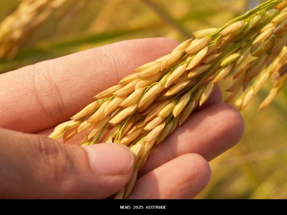 4 Alasan Harga Beras Tak Stabil di Indonesia