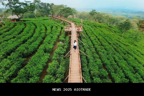 Bukit Kuneer Malang: Pesona Tersembunyi di Kebun Teh Wonosari dan Puncak Terbaik Tonton Matahari Ter