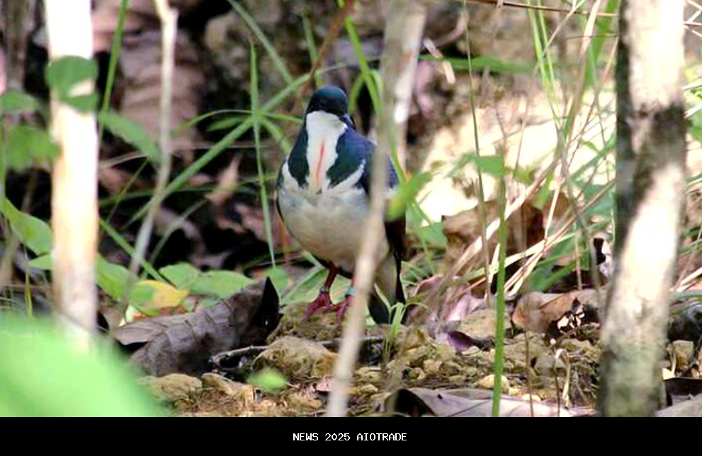 5 Fakta Menarik Burung Merpati Berdada Unik Negros Bleeding Heart