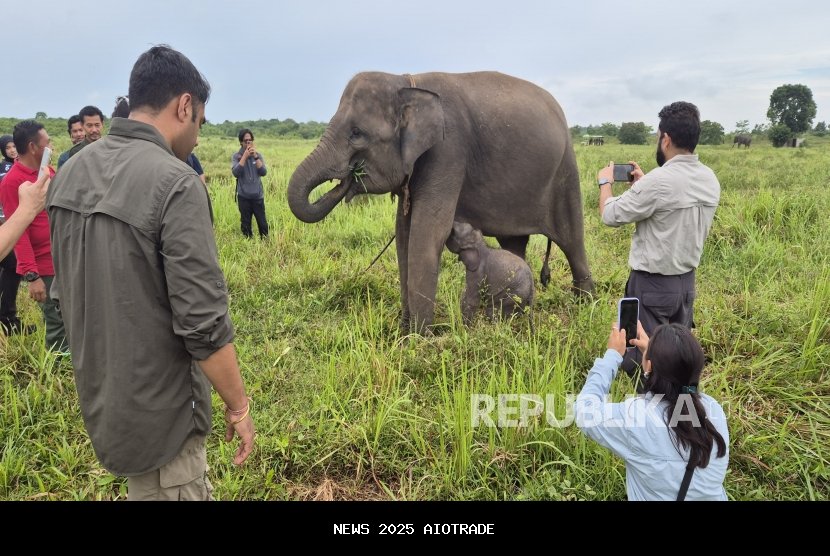 Bekerja Sama dengan Vantara India, Kemenhut Ingin Bangkitkan Rumah Sakit Gajah Sumatra