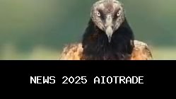 Gypaetus Barbatus: Burung Pemakan Tulang yang Menakjubkan dari Langit