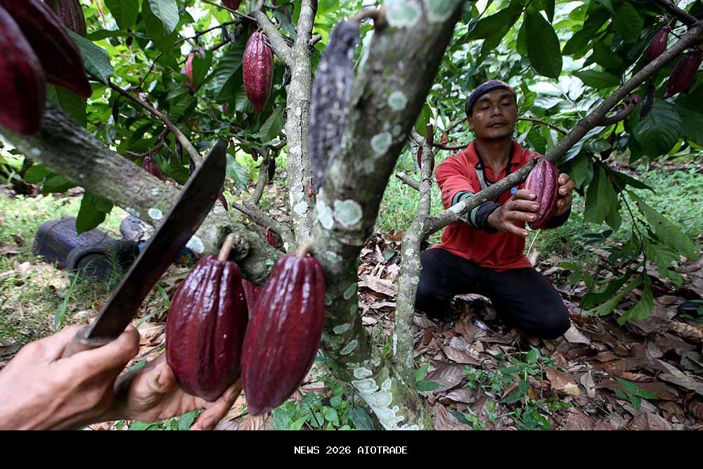 Pasar Perhatikan Cuaca Afrika Barat, Harga Kakao Volatil Awal Tahun