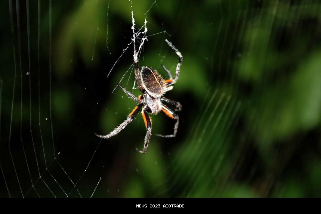 Apakah Semua Laba-Laba Bisa Membuat Jaring? Ini Fakta Menariknya