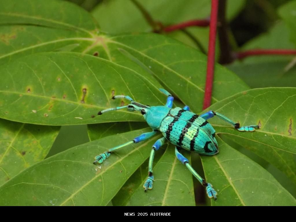 5 Fakta Menarik Eupholus Schoenherri, Kumbang Biru Langka Papua