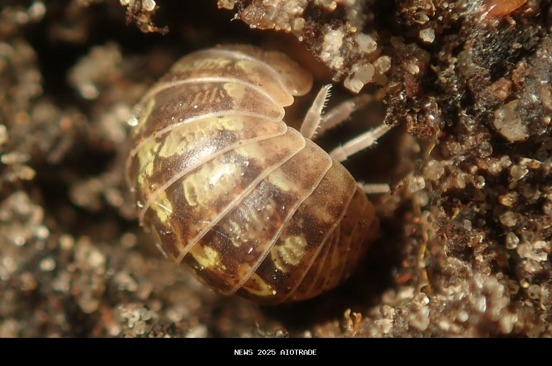 5 Isopoda Unik dari Genus Armadillidium, Kepiting Darat yang Menarik