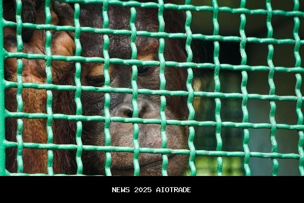Empat Orangutan Korban Perdagangan Ilegal Dikembalikan ke Thailand
