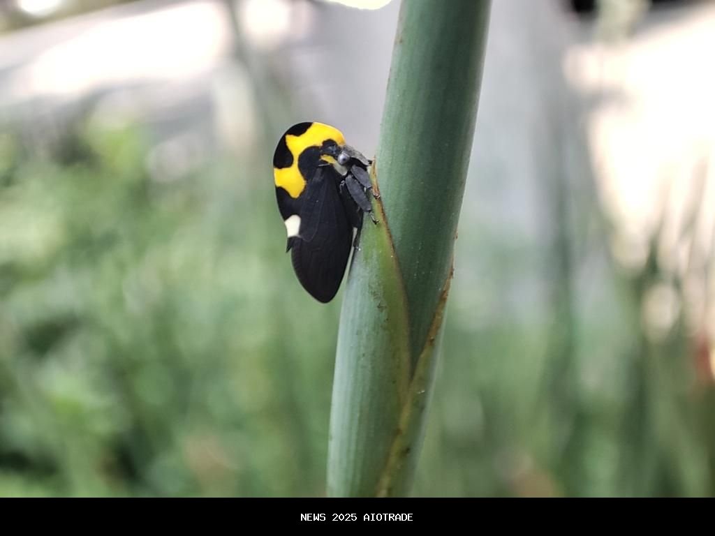 5 Fakta Menarik Mengenai Membracis mexicana, Kumbang Pohon Meksiko yang Ikonik