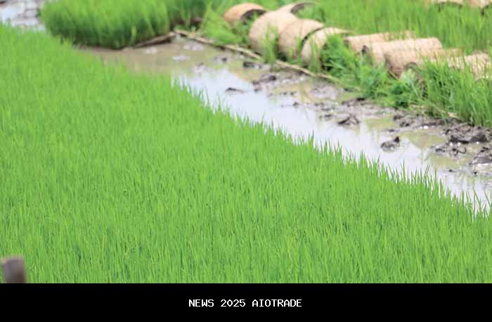 Tanam Padi 1 Hektare dalam 5 Jam, Teknologi Pertanian Andalan Bupati Temanggung