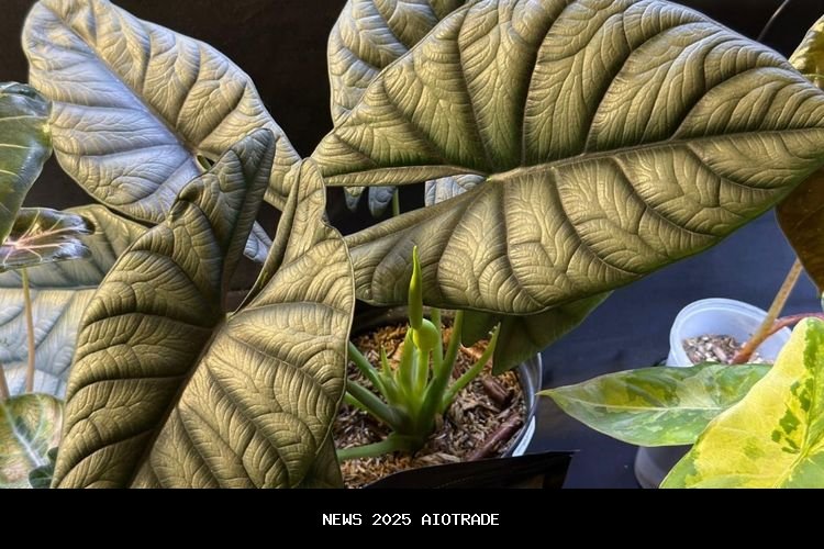 Corak Daun Alocasia yang Unik Seperti Lukisan, Jadi Tren di Kolektor Tanaman Hias