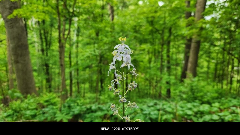 5 Fakta Menarik tentang Bunga Atlantic Camas di Akhir Musim Semi