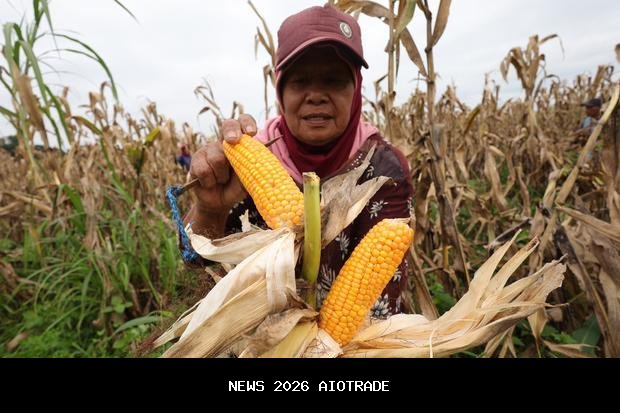 Aparat hadir di lahan petani, Bulog gandeng Polri serap jagung 1 juta ton