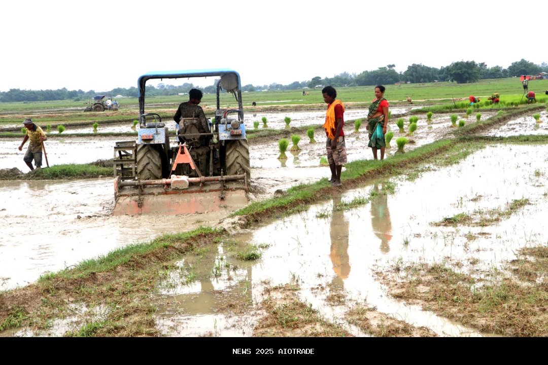 Hujan deras mendorong pemulihan produksi beras di daerah penghasil pangan terbesar Nepal