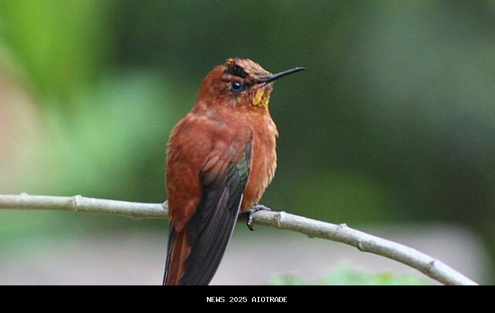 5 Fakta Menarik Burung Juan Fernandez Firecrown, Spesies Langka Chili