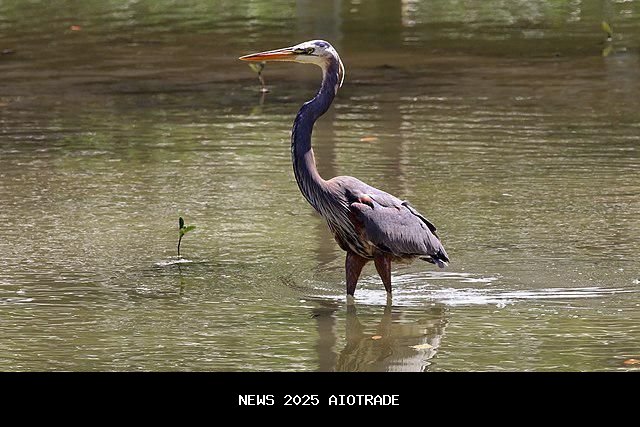 5 Fakta Menarik Burung Heron Biru Besar, Pemburu Ikan yang Sakti