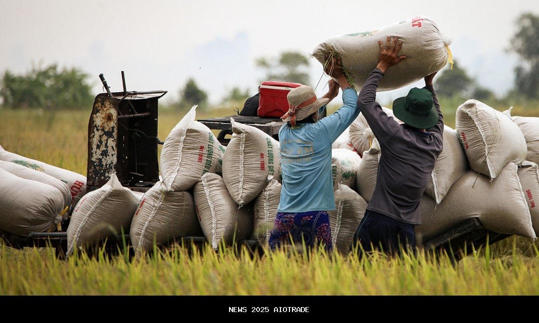 Harga beras Vietnam menghadapi penurunan yang lebih dalam setelah Filipina menghentikan impor