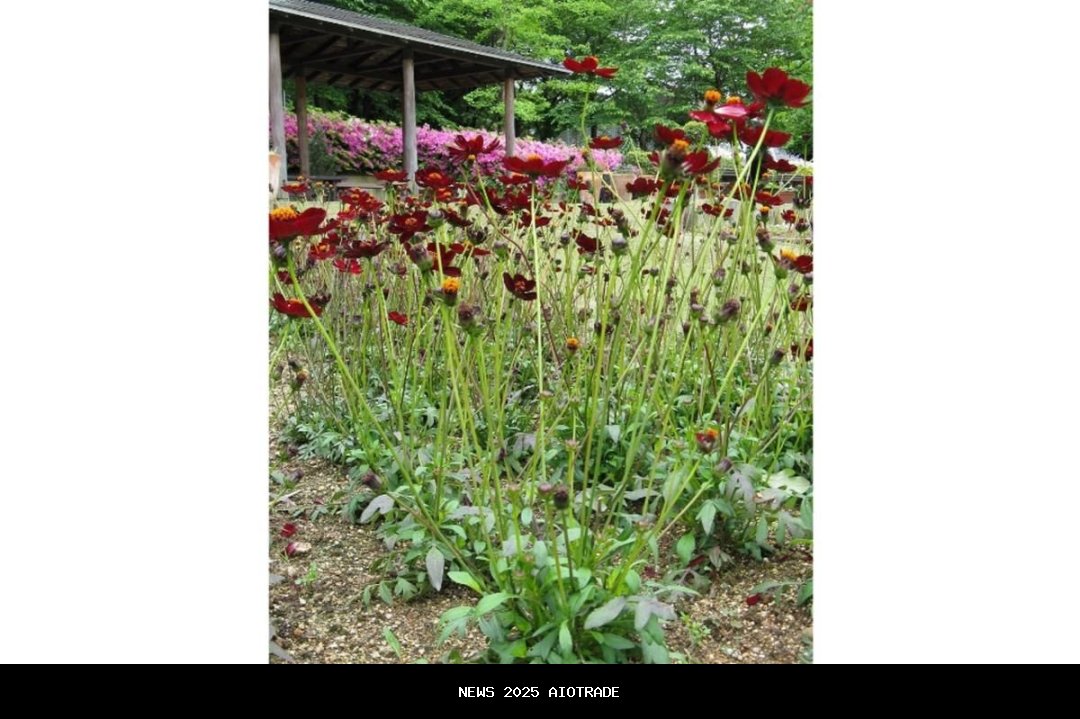 7 Fakta Menarik Chocolate Cosmos, Tanaman Hias Beraroma Cokelat Asli Meksiko!