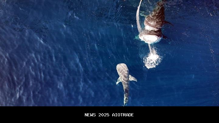 Temuan Bayi Hiu Paus Pertama di Teluk Saleh NTB