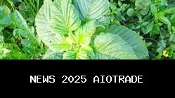 Jangan Remehkan! Ini Manfaat Daun Nangka yang Luar Biasa