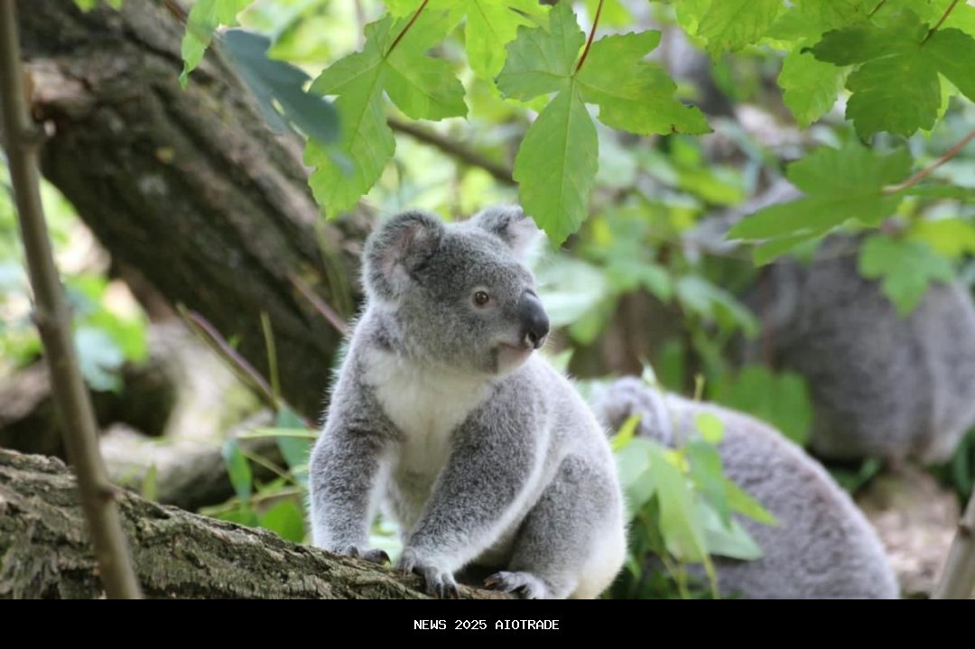 4 Kebiasaan Unik Koala, Hewan Lucu yang Suka Tidur Terus-menerus