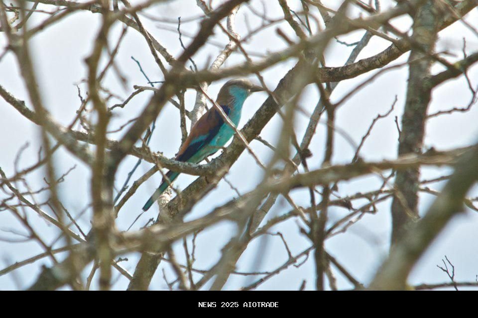 5 Fakta Menarik Burung Tiong Lampu, Sang Penjaga Wilayah Pemberani