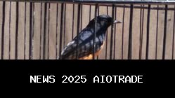 Panduan Lengkap Merawat Burung Kicau untuk Pemula