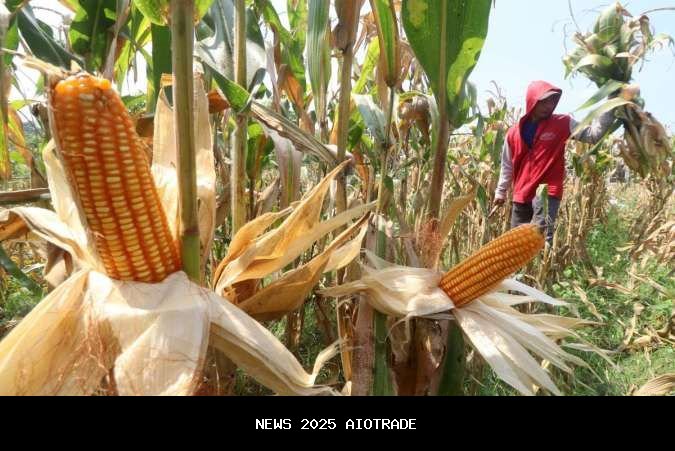 BPS: Luas Panen Jagung Turun 10,04% Jadi 0,23 Juta Hektare pada Agustus 2025