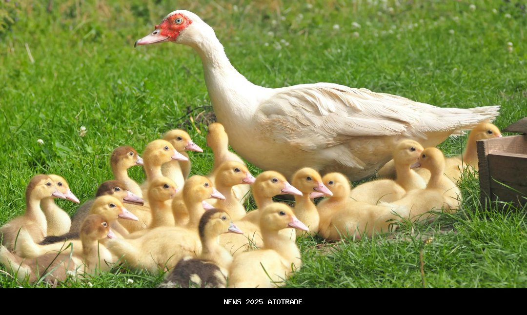 Bebek Legendaris Jadi Lebih Ganas dan Canggih
