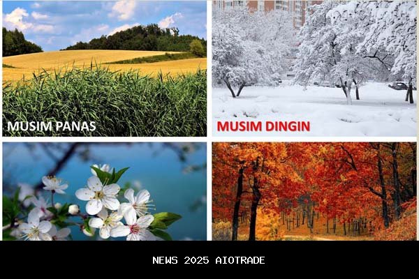 Musim Duyek Datang, Warga Natuna Kaya Raya dari Laut, Harga Rp70 Ribu per Kilogram