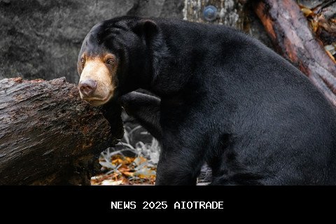 Beruang Madu Indonesia: Habitat Menyempit, Ancaman Meningkat