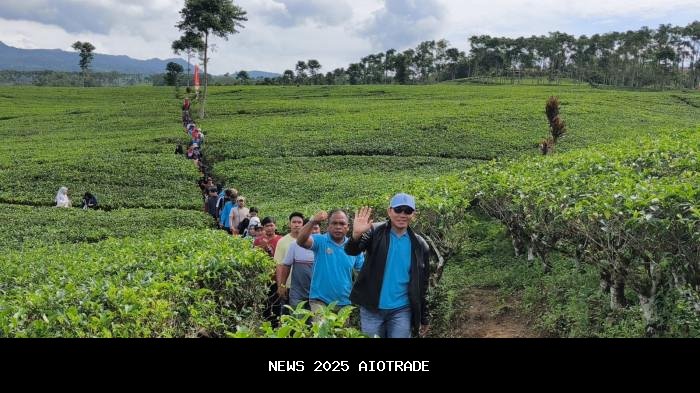 Promosikan Wisata, Bupati Zurdi Nata Berhiking di Kebun Teh Kabawetan Kepahiang