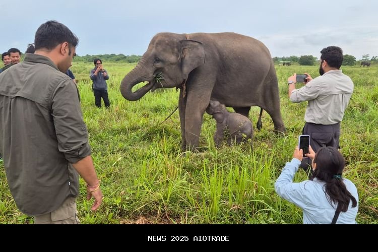 Populasi Gajah Sumatera Menurun, Kemenhut Kolaborasi dengan Vantara Bangun Rumah Sakit Gajah