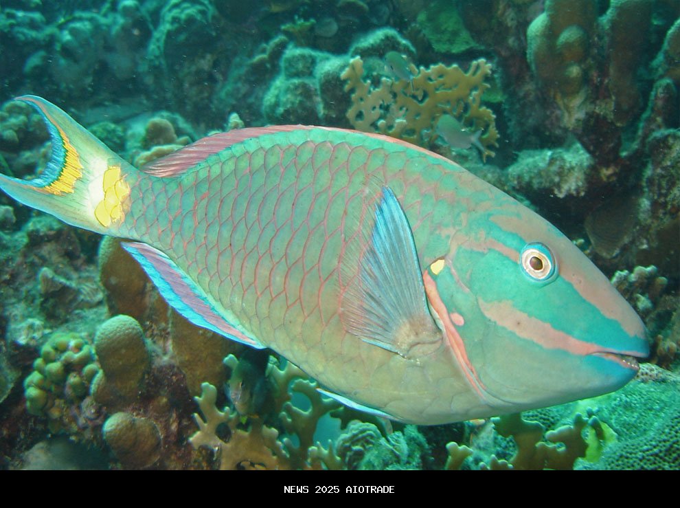 Ikan Pembersih Alga Terbaik untuk Aquascape Sehat dan Indah