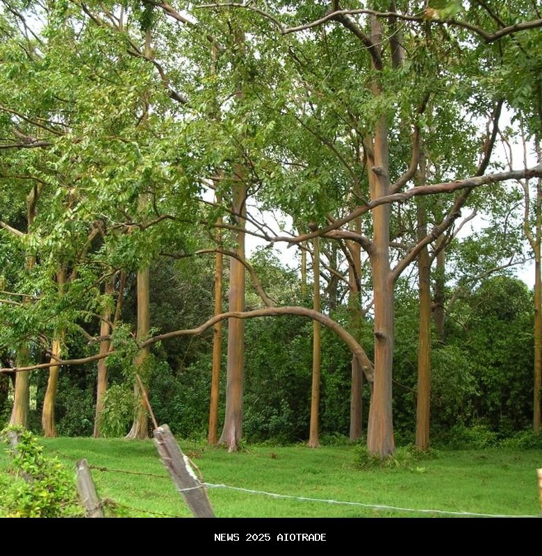 Pohon Pelangi: Batang Berubah Warna Seperti Lukisan Langka!