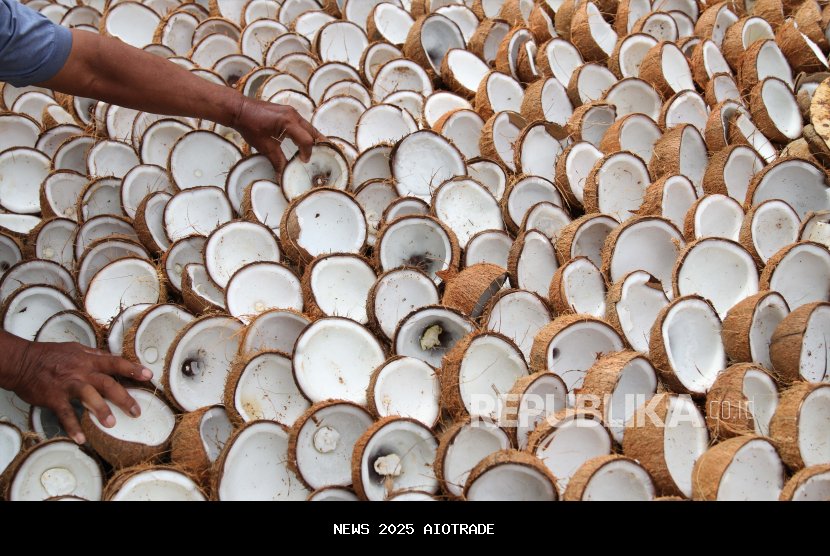 Harga Kelapa Naik Tajam, Menteri Pangan: Kebun Kelapa Lebih Menguntungkan dari Sawit