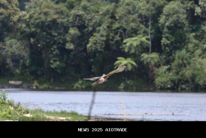 Kolaborasi Djarum Foundation, Pemerintah, dan Peneliti Bawa Harapan Konservasi Elang Jawa