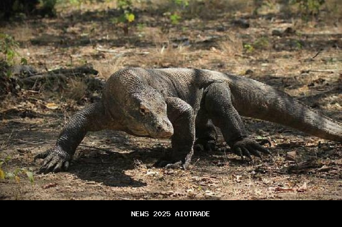 Panduan Wisata Pulau Komodo: Aktivitas Menarik dan Tips Aman Menghadapi Reptil Purba
