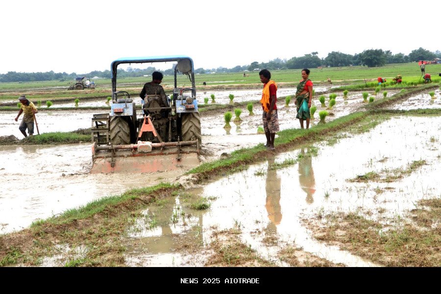 Penanaman padi turun 5 persen, produksi mungkin menurun hingga 7 persen