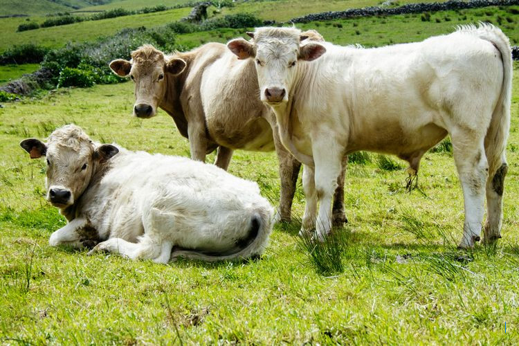 Tiga Pria di NTT Ditangkap Usai Curi Sapi dengan Senjata Api