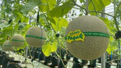 Desa Wisata Pagak Banjarnegara Kembangkan Ekonomi Kreatif dengan Wisata Petik Melon