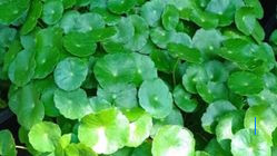 Daun Pegagan: Rahasia Kesehatan dari Tumbuhan Liar