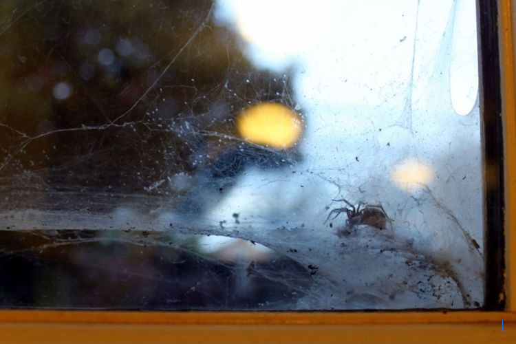 5 Trik Alami Mengusir Laba-laba di Rumah