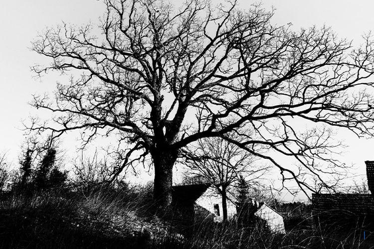 Cepat Tebang! 9 Tanaman Pembawa Sial di Depan Rumah Menurut Primbon dan Feng Shui