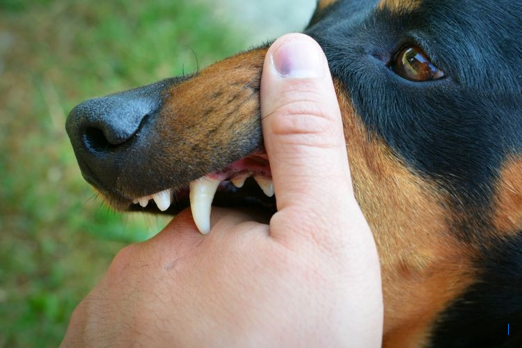 Rabies: Penyakit Mematikan yang Bisa Dicegah dengan 4 Langkah Ini